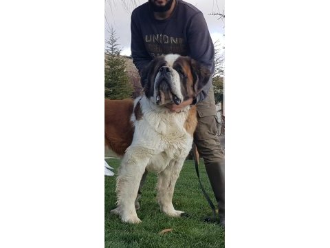 Dev st bernard miniklerimiz