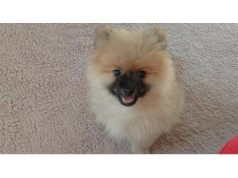 Pomeranian bebiş
