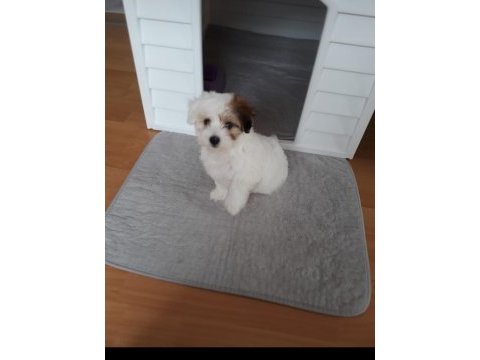 Sahibinden yavru köpek