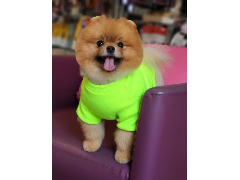 Efsane 1.5 yaşında pomeranian erkek izmir