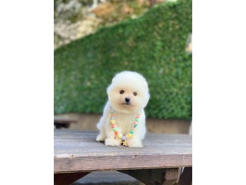 Sevimli pomeranian yavrular