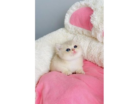 Değerinin altında show kalite golden british shorthair