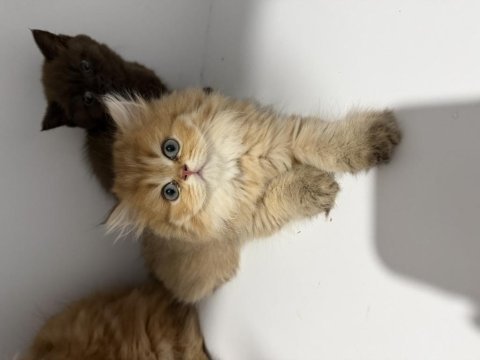 Üreticiden british longhair ve shorthair yavrular