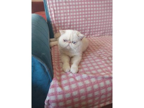 Erkek exotic shorthair