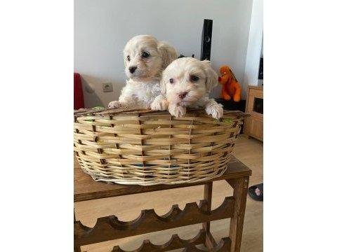 Maltipoo yavrularımız uygundur