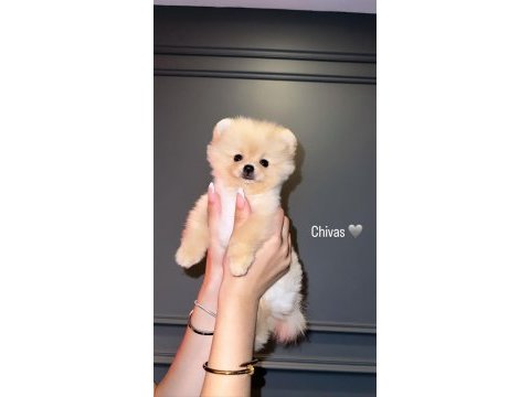 Pomeranian boo 6 aylık aşı karneleri var