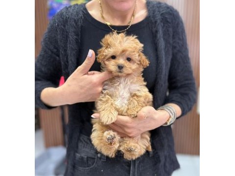 Kore kg garantili tuvalet eğitimli maltipoo yavrum