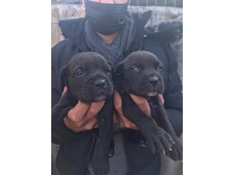 Cane corso cinsi yavrularımız