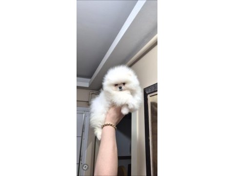 Ayıcık yüz pomeranian boo erkek