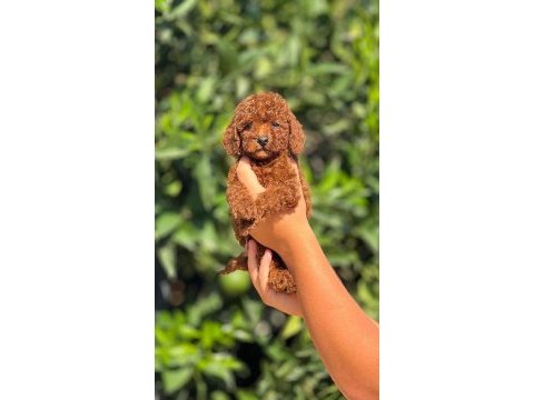Safkan toy poodle yavrular