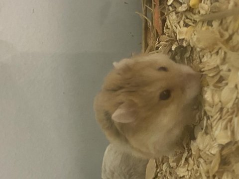 Sütten kesilmiş hamster yavrular