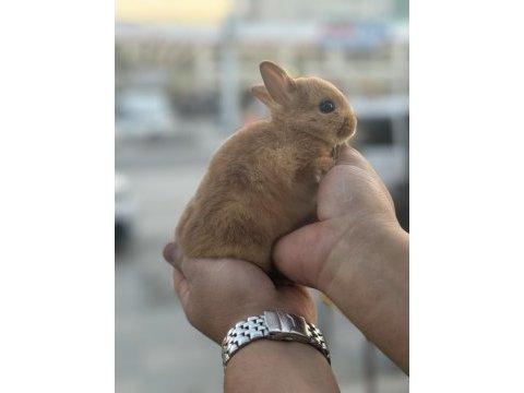 Cüce yavrular özel renk