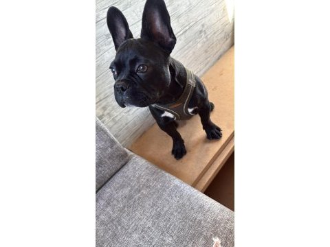 French bulldog 4 aylık