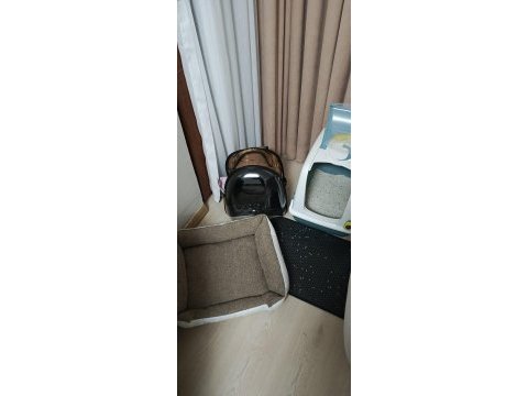 Scottish fold yavrumuza yeni yuva arıyoruz