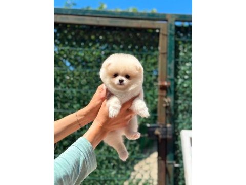 Sağlık ve ırk garantili pomeranian