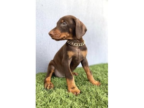 Doberman bebekleri