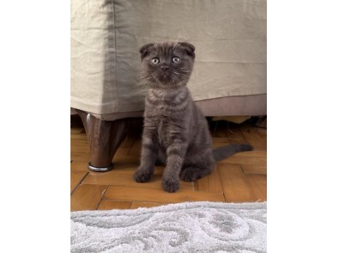 Silver ve cinnamon scottish fold yavrular