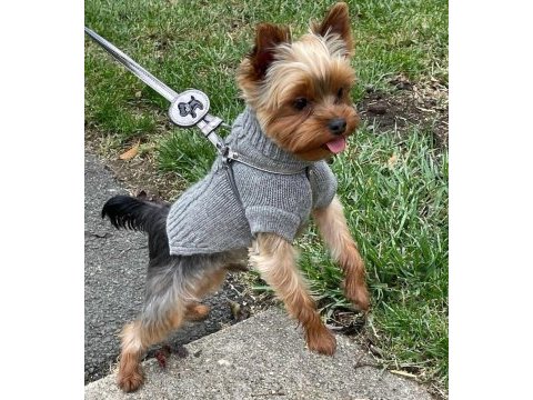 Teacup erkek yorkshire terrier