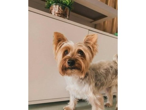 Tuvalet eğitimli full aşılı köpeğimiz