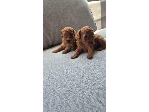 Poodle yavru