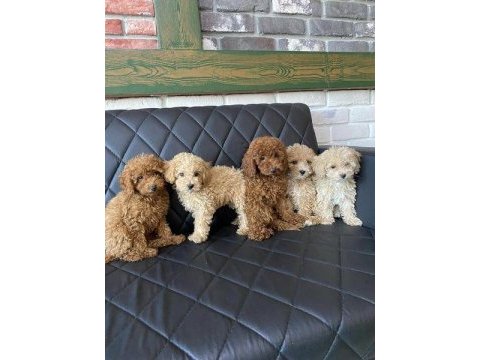 Bebek yüz  toy poodle yavrular ankara mağazamızda görn