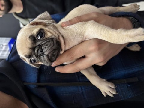 Pug bebekleri
