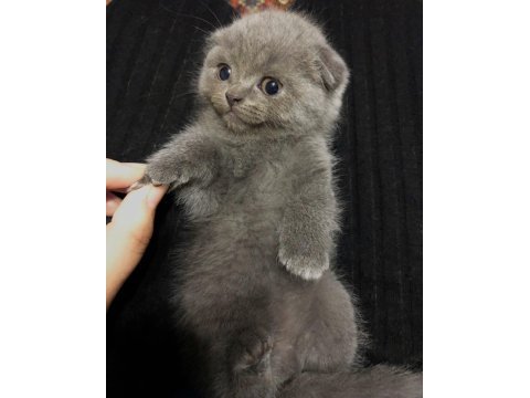 Scottish fold 1.5 aylık