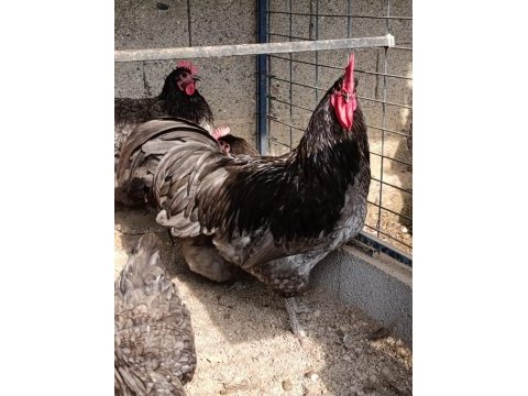 Blue australop kuluçkalık yumurta