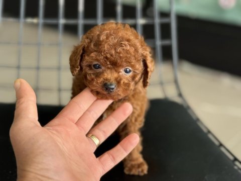 Çok özel redbrown kore tea cup poodle yavrular