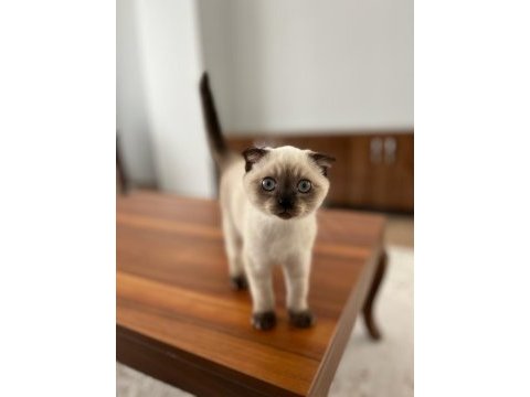 Scottish fold blue point erkek yavrular