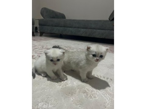 Sevimli british shorthair kedilerimiz