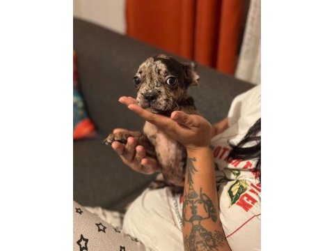 Merle fransız bulldog