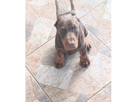 A scr üst düzey doberman yavruları