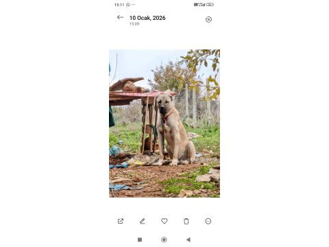Üst düzey bir buçuk yaşında erkek kangal