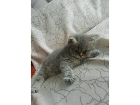 Çok sevimli oyuncu british longhair yavrumuz
