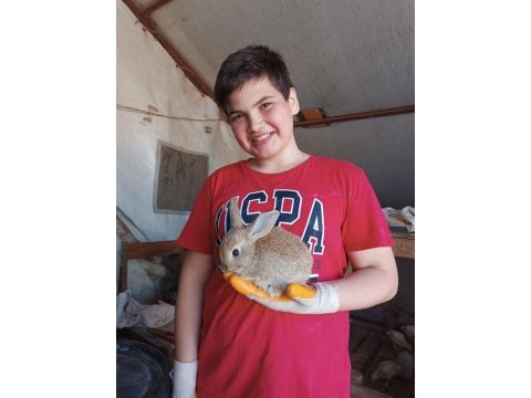 Yeni zellanda tavşanı