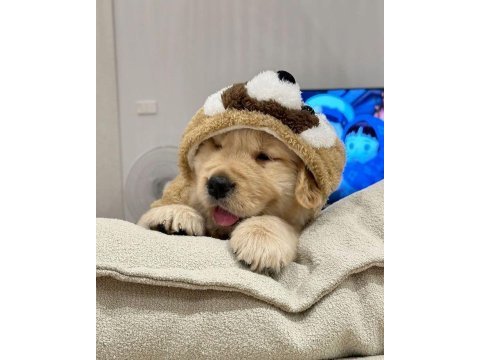 Golden retriever adrese teslim hizmetimiz vardır