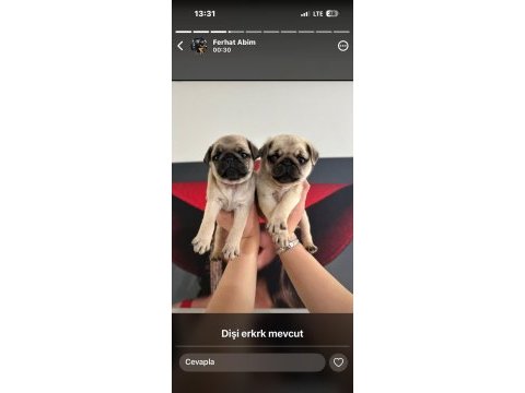 Pug mops yavrular ırk sağlık garantili