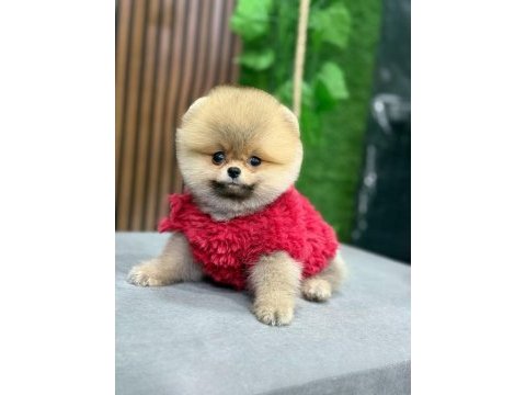 Ayı surat teddy boo yavrular