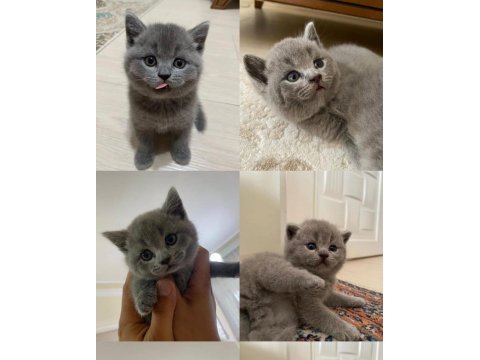 British shorthair yavru kedilerimiz