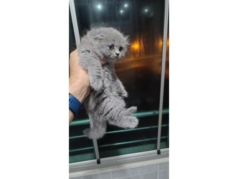 Scottish fold longhair yavrular
