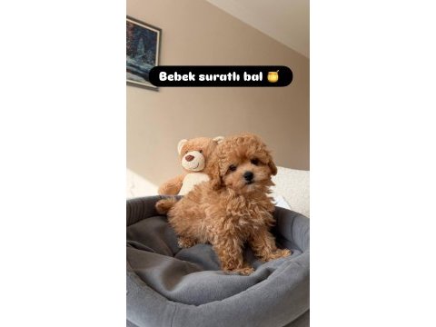 Toy poodle bebeklerimiz