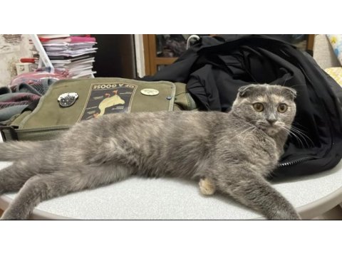 Küçük scottish fold bebeğim yuva arıyor