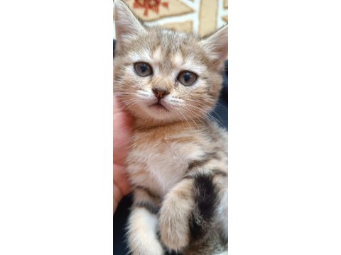 Acil uyguna safkan british shorthair silver