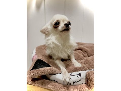 Micro chihuahua