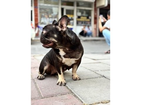 Coco tan dişi french bulldog