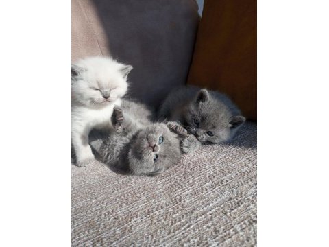1 aylık koca kafa british shorthair