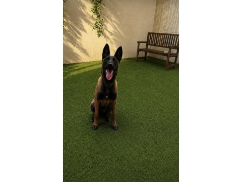 5 aylık temel itaat eğitimi mevcut dişi malinois