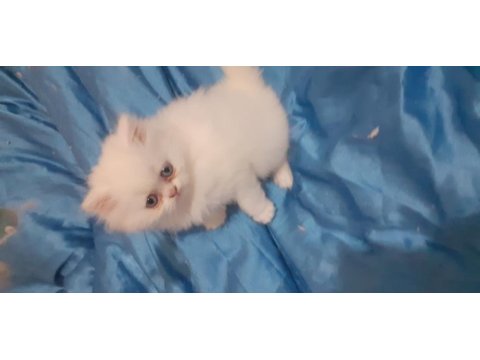 Safkan iran kedisi yavru