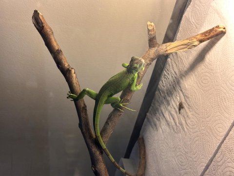 Yeşil iguana